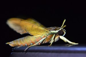Andrew moth
